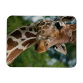 Magnet Flexible Les amateurs de girafe Faune (Horizontal)