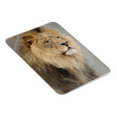 Magnet Flexible Les amoureux du lion Roi de la Jungle (Côté Droit)