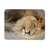 Magnet Flexible Les amoureux du lion Roi de la Jungle (Horizontal)