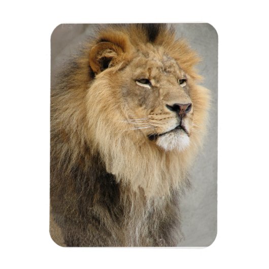 Magnet Flexible Les amoureux du lion Roi de la Jungle (Vertical)