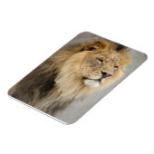 Magnet Flexible Les amoureux du lion Roi de la Jungle (Côté Gauche)
