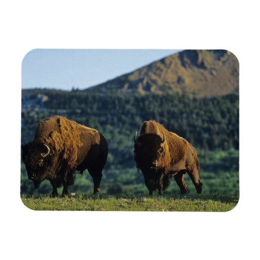 Magnet Flexible Les bisons dans le parc national des Lacs-Waterton (Horizontal)