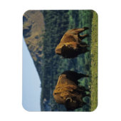 Magnet Flexible Les bisons dans le parc national des Lacs-Waterton (Vertical)