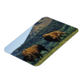 Magnet Flexible Les bisons dans le parc national des Lacs-Waterton (Côté Gauche)