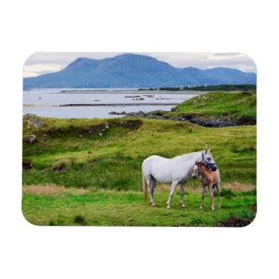 Magnet Flexible Les chevaux de Connemara   Galway, Irlande