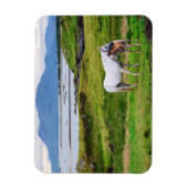 Magnet Flexible Les Chevaux du Connemara | Galway, Irlande (Vertical)