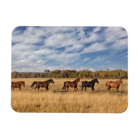Magnet Flexible Les Chevaux Juste En Dehors Du Parc National De Gr (Horizontal)