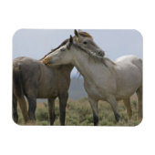 Magnet Flexible Les Chevaux Sauvages (Horizontal)