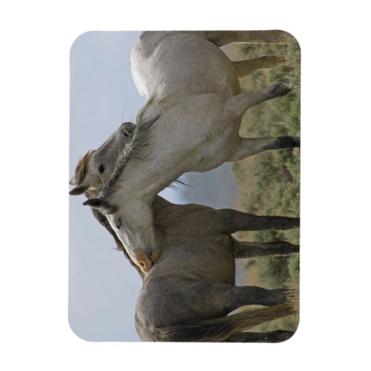 Magnet Flexible Les Chevaux Sauvages (Vertical)