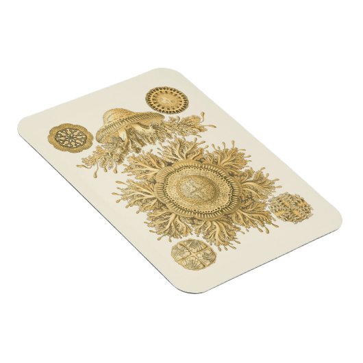 Magnet Flexible Les créatures de la mer d'or (Côté Droit)