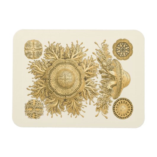 Magnet Flexible Les créatures de la mer d'or (Horizontal)