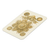 Magnet Flexible Les créatures de la mer d'or (Côté Gauche)