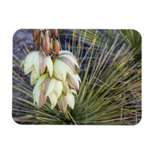 Magnet Flexible Les Fleurs De Yucca Dans Le Haut Missouri