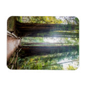 Magnet Flexible Les grands arbres (Horizontal)