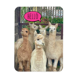 Magnet Flexible Les lamas disent bonjour sur les invitations