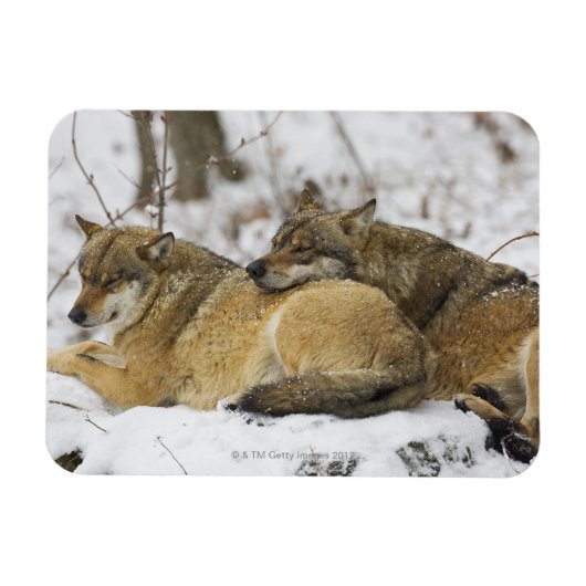 Magnet Flexible Les loups dans le bois de Bawarian (Horizontal)