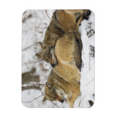 Magnet Flexible Les loups dans le bois de Bawarian (Vertical)