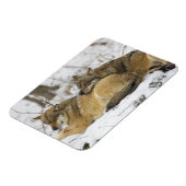 Magnet Flexible Les loups dans le bois de Bawarian (Côté Gauche)