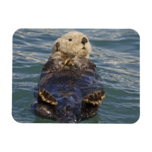 Magnet Flexible Les loutres de mer jouent sur des icebergs à