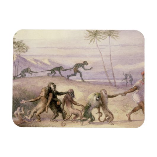 Magnet Flexible Les manières et les coutumes des singes (Horizontal)