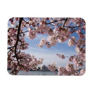 Magnet Flexible Les monuments   Jefferson Memorial Cherry Blossoms
