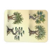 Magnet Flexible Les oliviers en Provence taillés. (Horizontal)