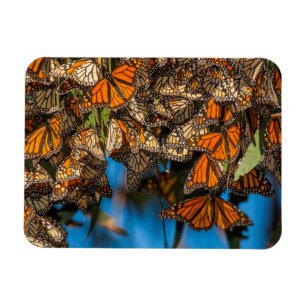 Magnet Flexible Les papillons monarques migrateurs s'accrochent au