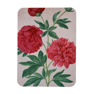Magnet Flexible Les pivoines, plaquent 46 du Florilegium de Nassau