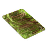 Magnet Flexible Les séquoias au monument national de Muir Woods (Côté Droit)