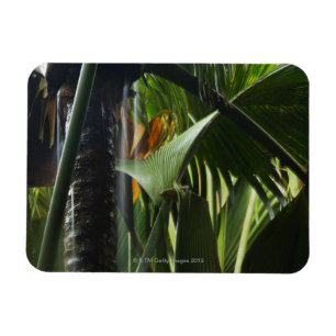 Magnet Flexible Les Seychelles, Praslin, Vallee de Mai, forte