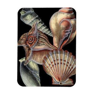 Magnet Flexible Les trésors de la mer