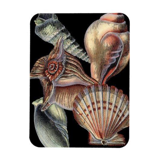 Magnet Flexible Les trésors de la mer (Vertical)