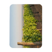 Magnet Flexible Les vignobles de Tokaj, Hongrie (Vertical)