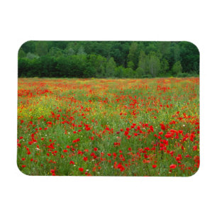 Magnet Flexible L'Europe, l'Italie, la Toscane, les pavots rouges 
