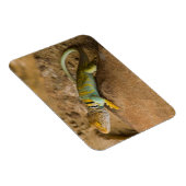 Magnet Flexible Lézard à collerette (Côté Droit)