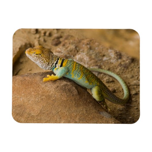 Magnet Flexible Lézard à collerette (Horizontal)