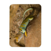 Magnet Flexible Lézard à collerette (Vertical)