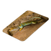 Magnet Flexible Lézard à collerette (Côté Gauche)