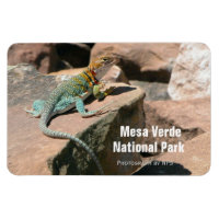 Lézard en collier, Aimant Mesa Verde