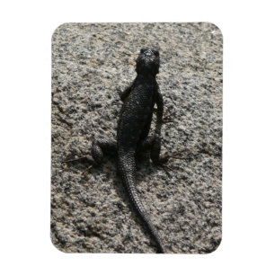 Magnet Flexible Lézard noir