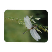 Magnet Flexible Libellule Darner couverte de rosée (Horizontal)