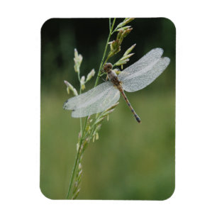 Magnet Flexible Libellule Darner couverte de rosée