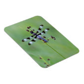 Magnet Flexible Libellule perchée sur l'herbe, Canada (Côté Droit)