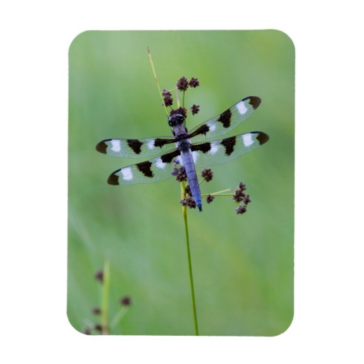 Magnet Flexible Libellule perchée sur l'herbe, Canada (Vertical)