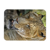 Magnet Flexible Liger (Horizontal)