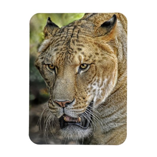Magnet Flexible Liger (Vertical)