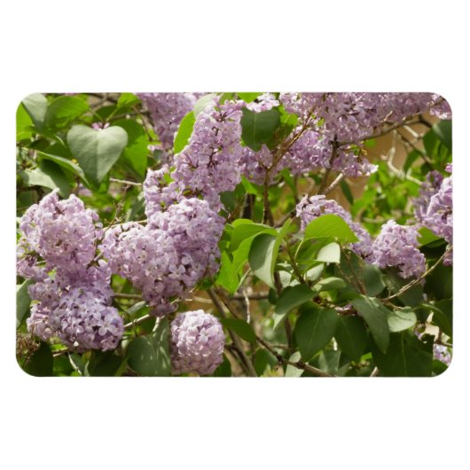 Magnet Flexible Lilac Bush Belles fleurs de printemps violettes (Horizontal)