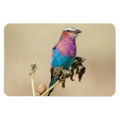 Magnet Flexible Lilac Roller à poitrine (Horizontal)