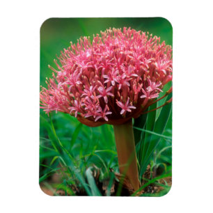 Magnet Flexible Lily africaine (Agapanthus Praecox), Mala Mala