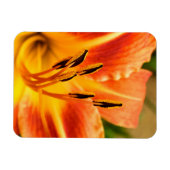 Magnet Flexible Lily de tigre orange (Horizontal)